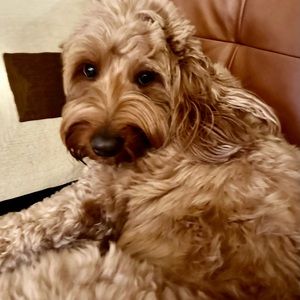 Meet your Posher, Daniela